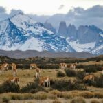 herd of horses on bushes and grasses across mountain