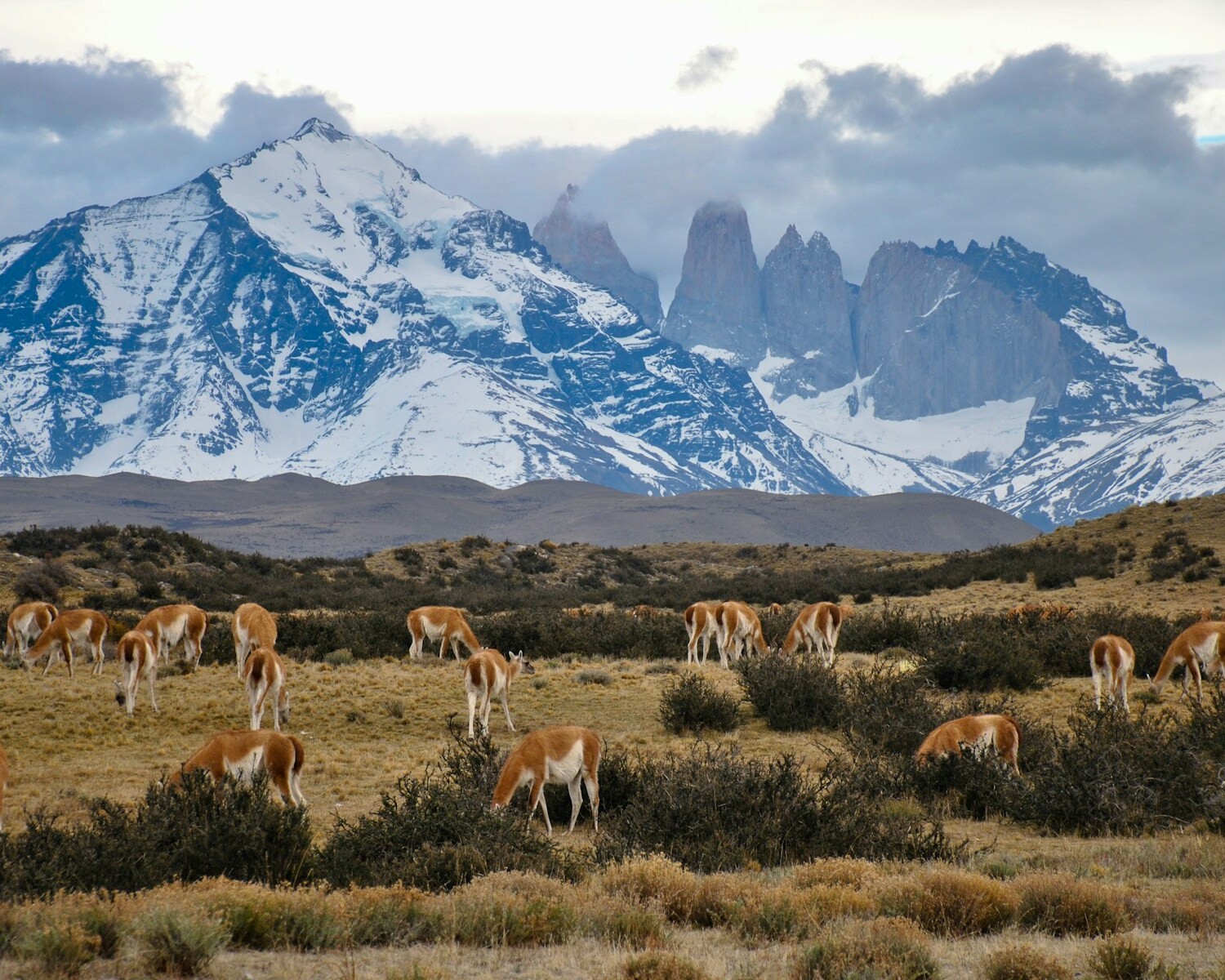 herd of horses on bushes and grasses across mountain
