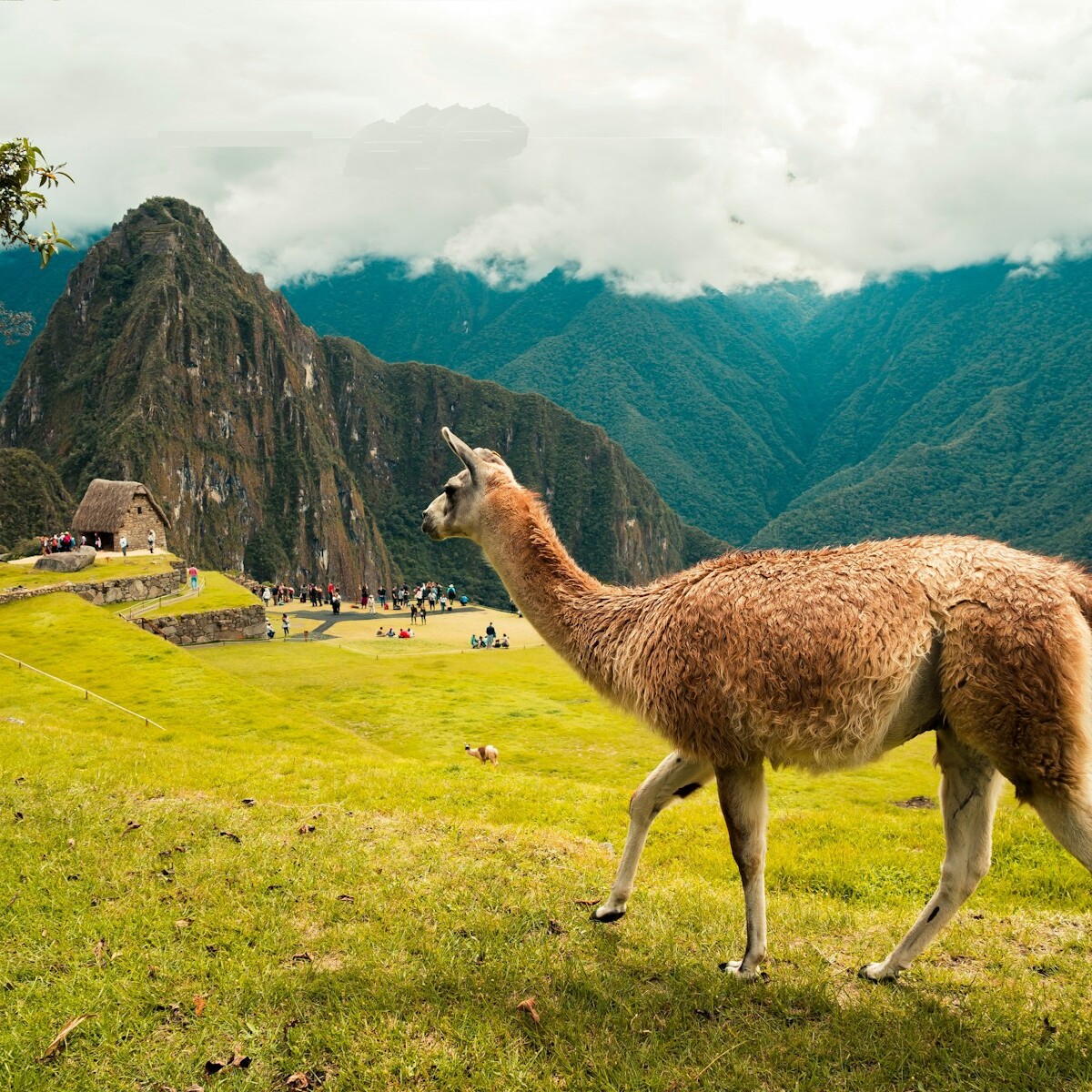 brown llama on green grass field during daytime