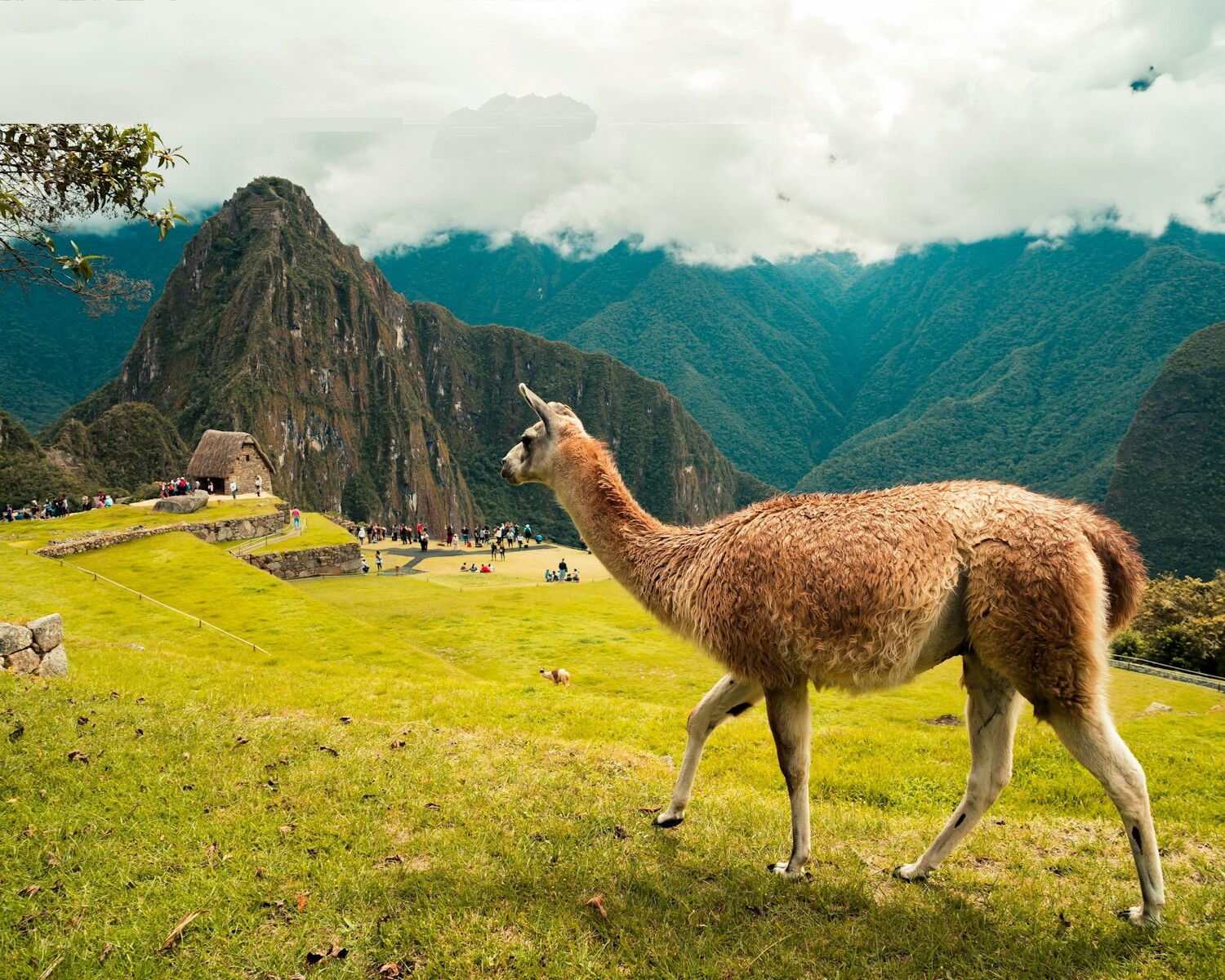 brown llama on green grass field during daytime