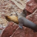 sea lions, mammals, paracas, peru, island, sea, nature, pisco, paracas, paracas, paracas, paracas, paracas