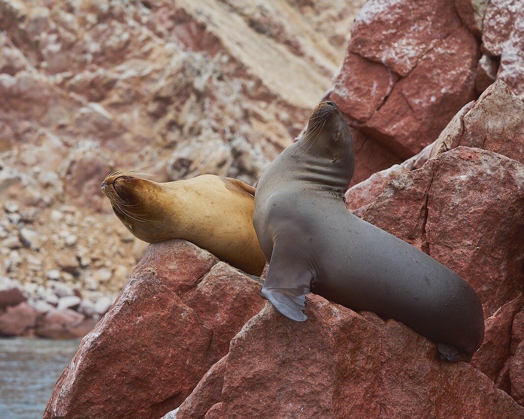 sea lions, mammals, paracas, peru, island, sea, nature, pisco, paracas, paracas, paracas, paracas, paracas