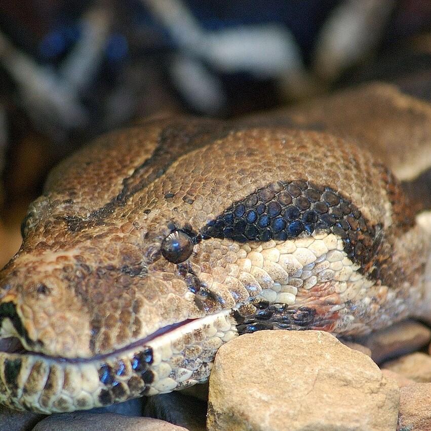snake, constrictor, python, reptile, boa, animal, scale, exotic, head, anaconda, nature, eye, jungle, brown eye, brown snake, anaconda, anaconda, anaconda, anaconda, anaconda