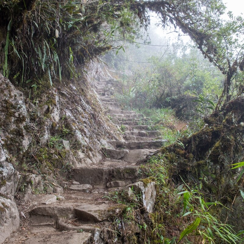 a rocky path in the woods