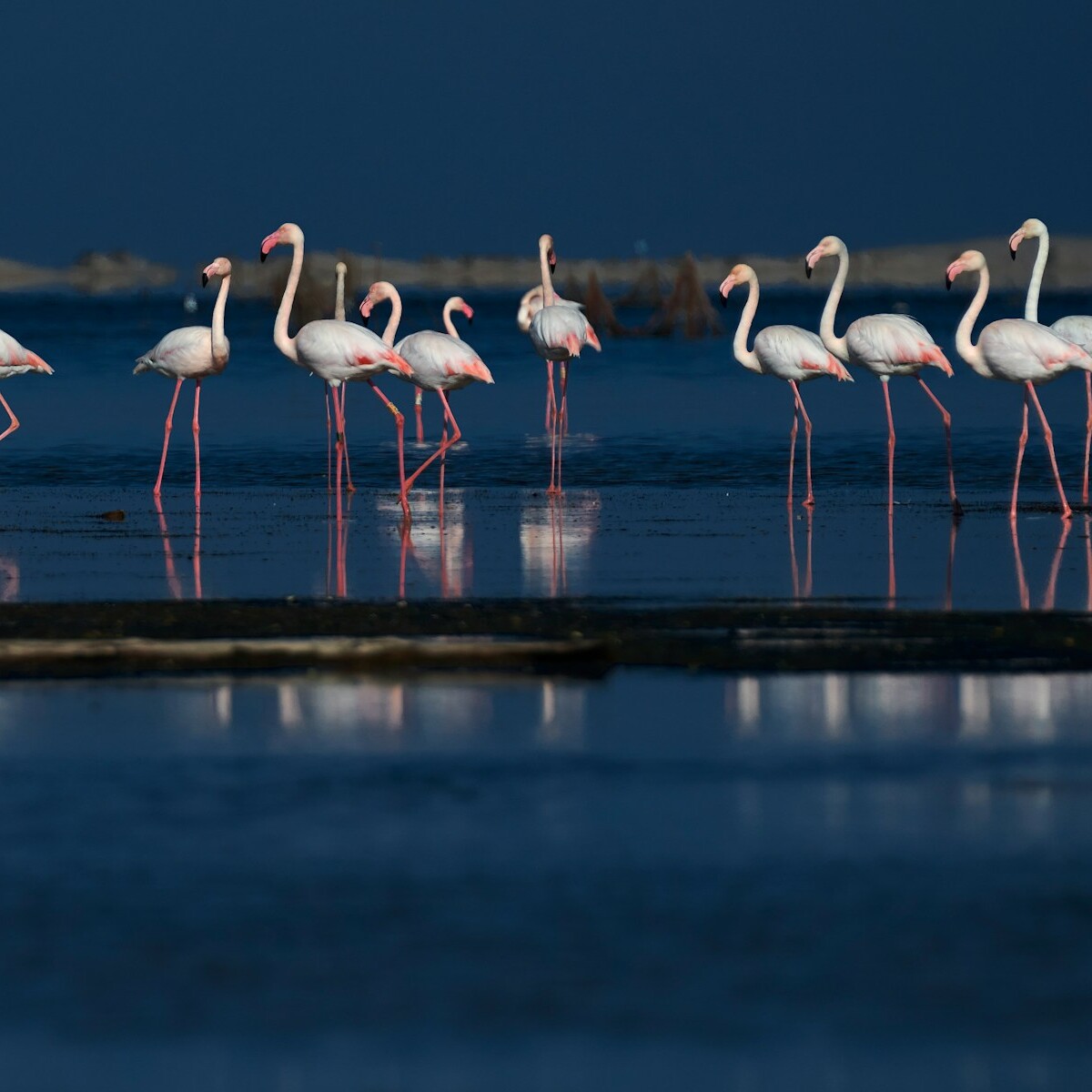 flamingos in body of water