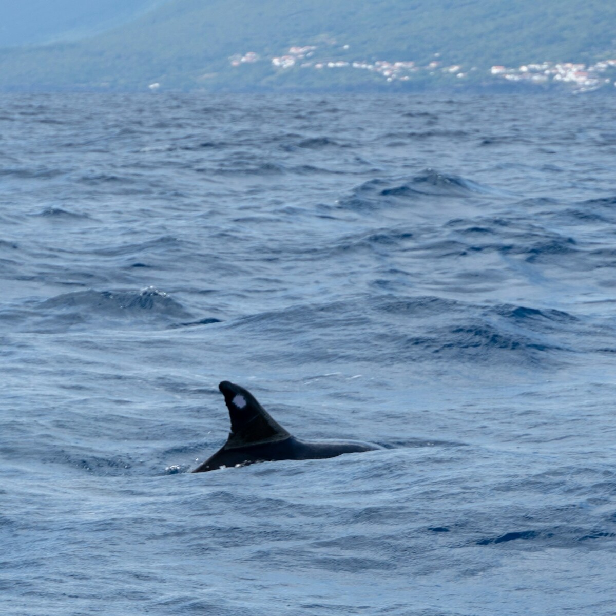 An orca's fin breaking the surface of the ocean.