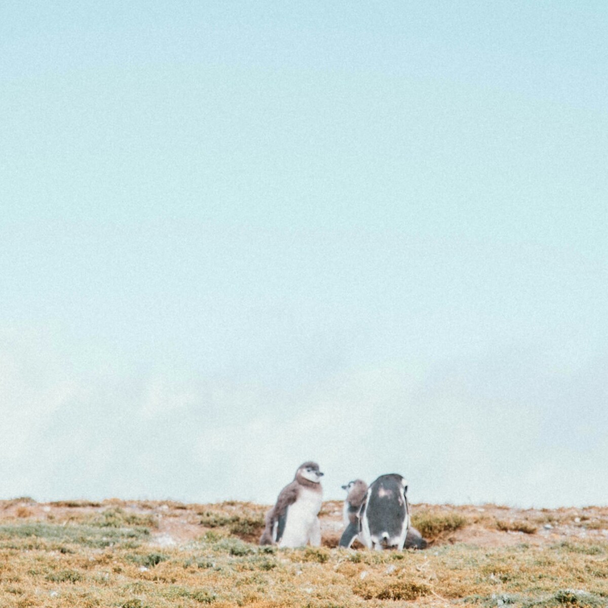 A couple of birds standing on top of a dry grass field