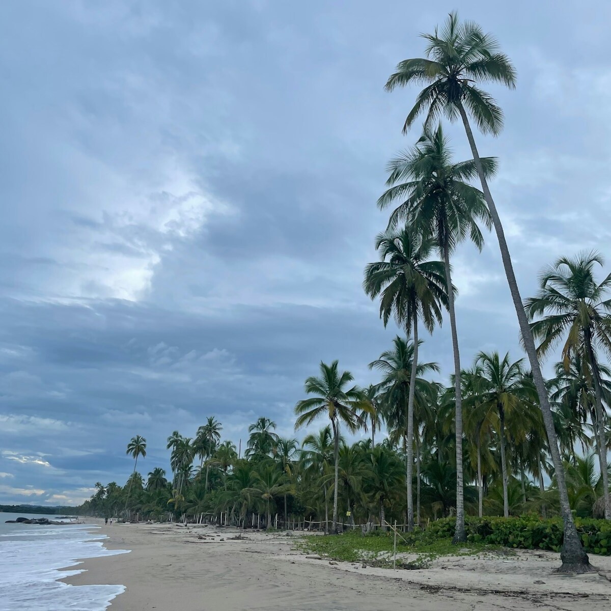 a beach with palm trees and a hut on the shore