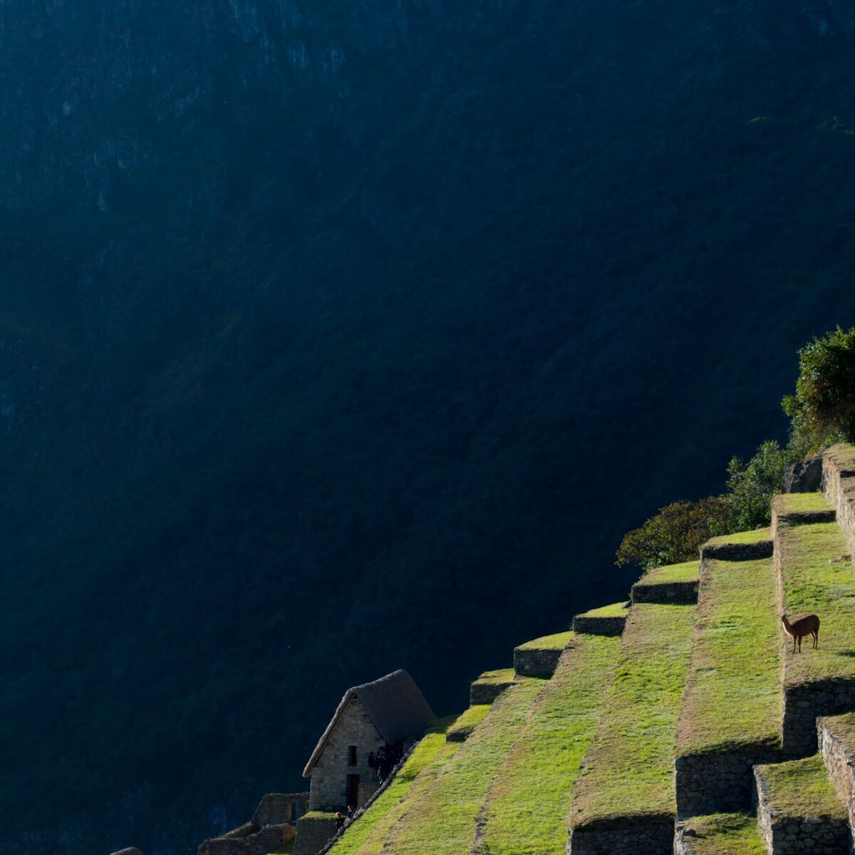 aerial photography of white on mountain