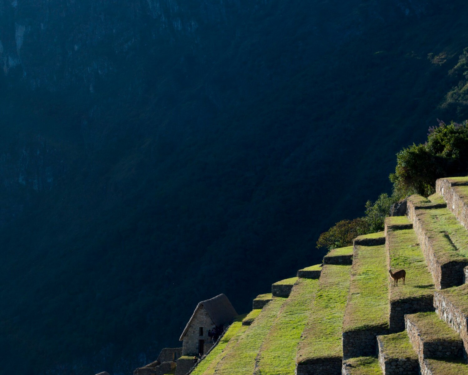 aerial photography of white on mountain