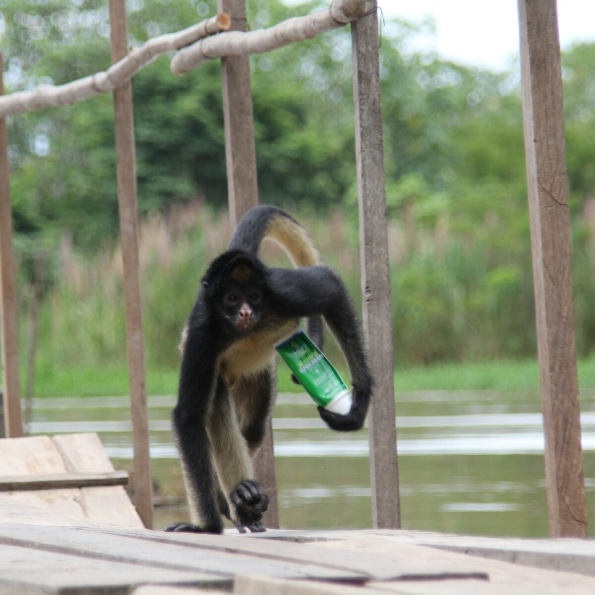 black monkey on brown wooden fence during daytime