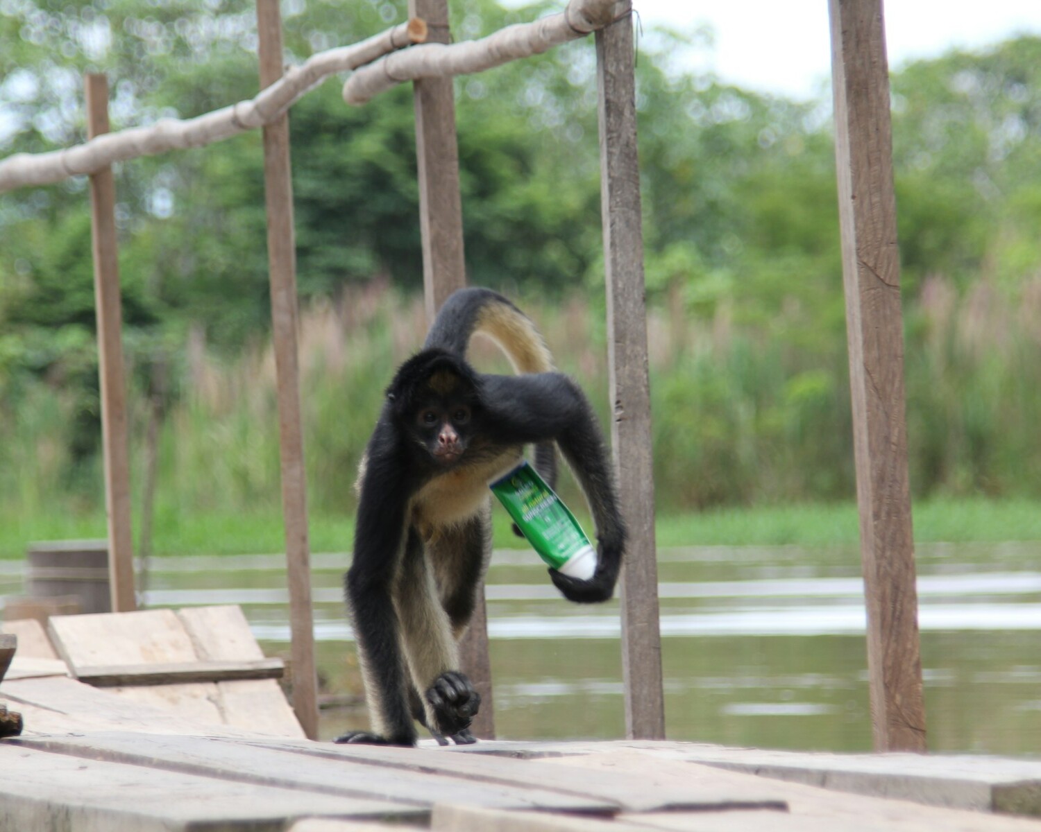 black monkey on brown wooden fence during daytime