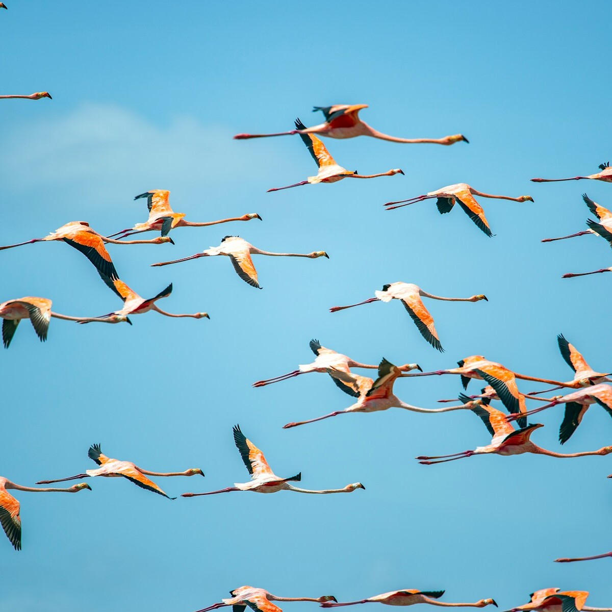 A flock of birds flying through a blue sky