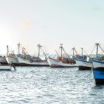 boats in the water